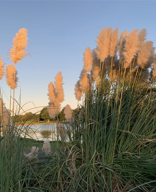 Tall grass in front of a lake