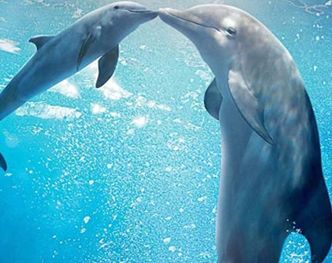 Two dolphins in the water