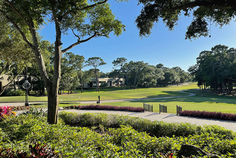 a tree with a field of grass behind it
