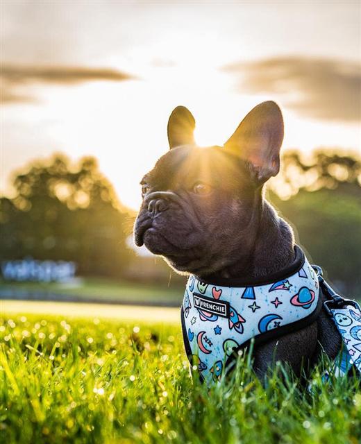 A black dog in a field of grass